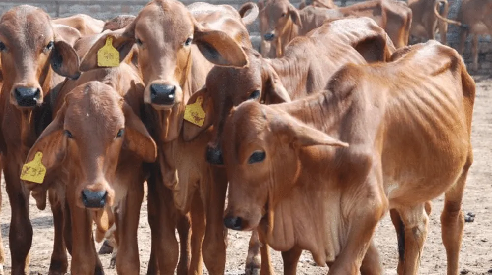 EidulAzha Record breaking animal trade in Punjab’s cattle markets Internews Pakistan