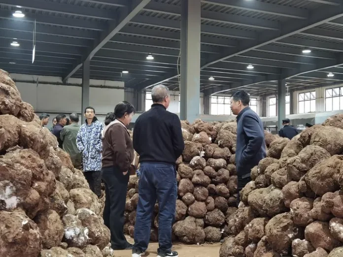 China-Buy-Sell-Puer-Coconut-Market-Xinhua